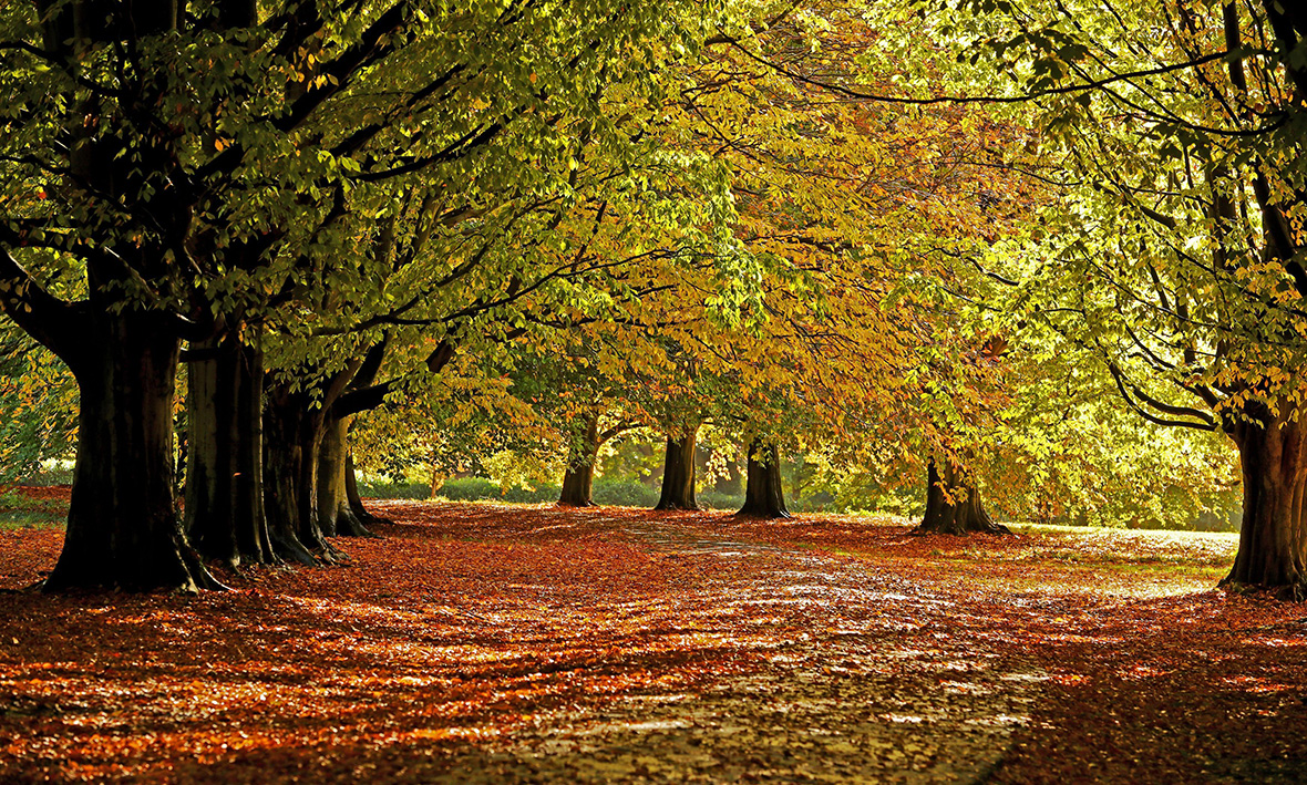 Autumn colour Britain UK