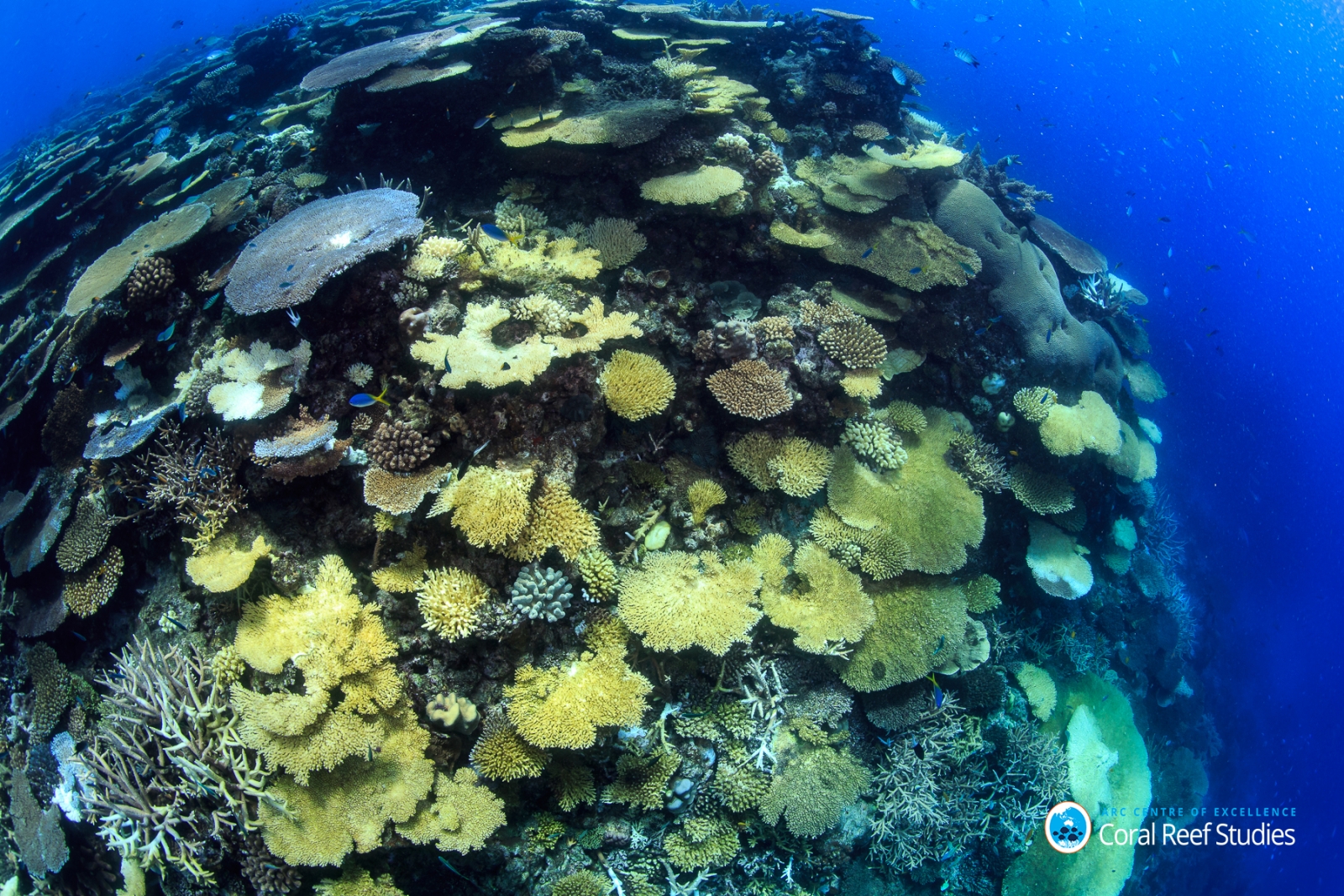 coral bleaching great barrier reef