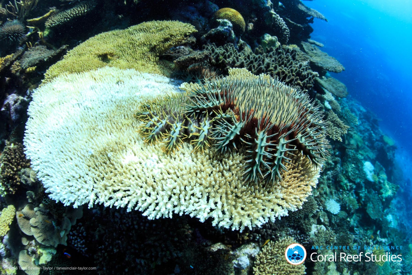 coral bleaching great barrier reef