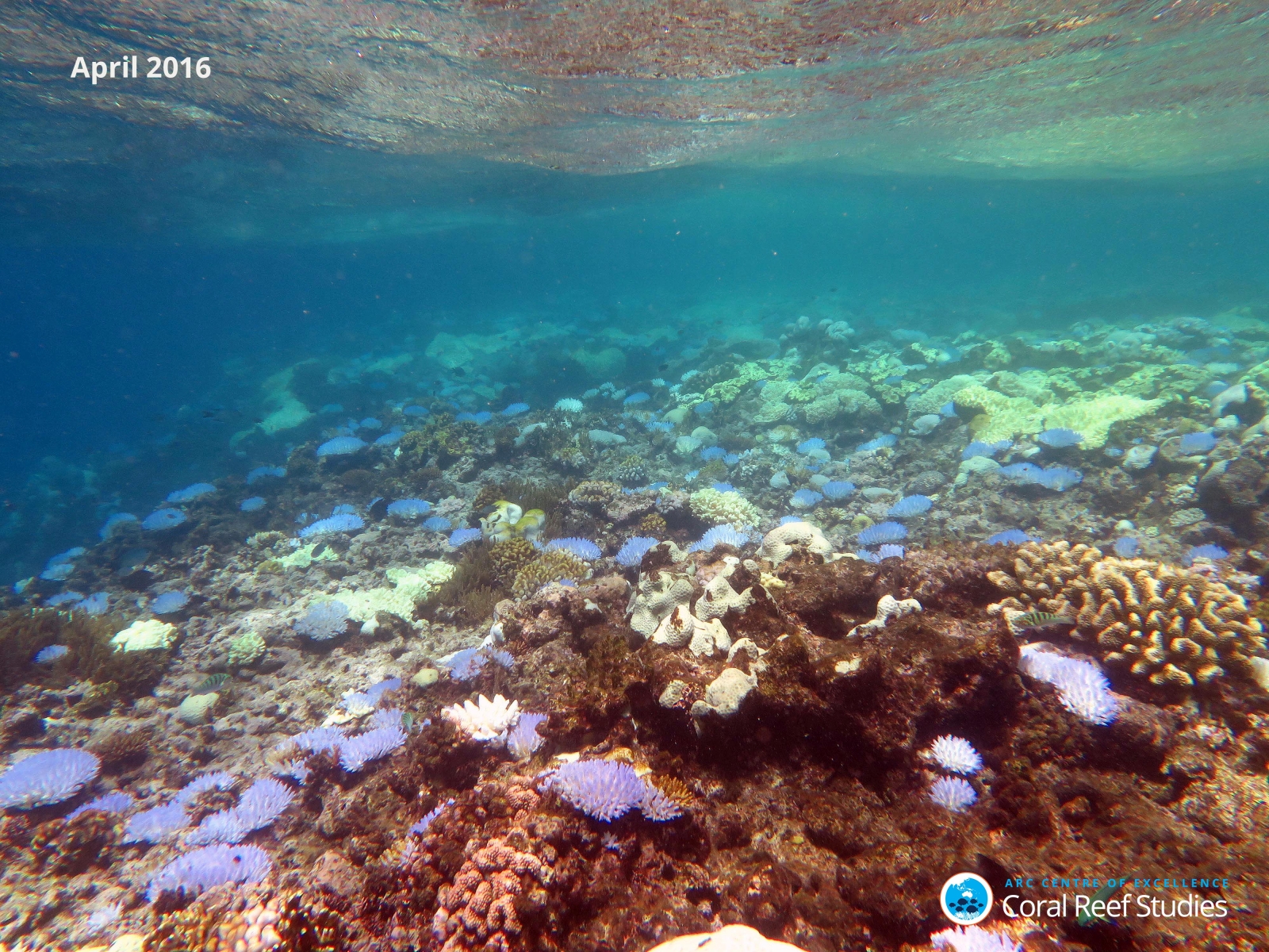 Great Barrier Reef Worst Coral Bleaching Ever Recorded-2478