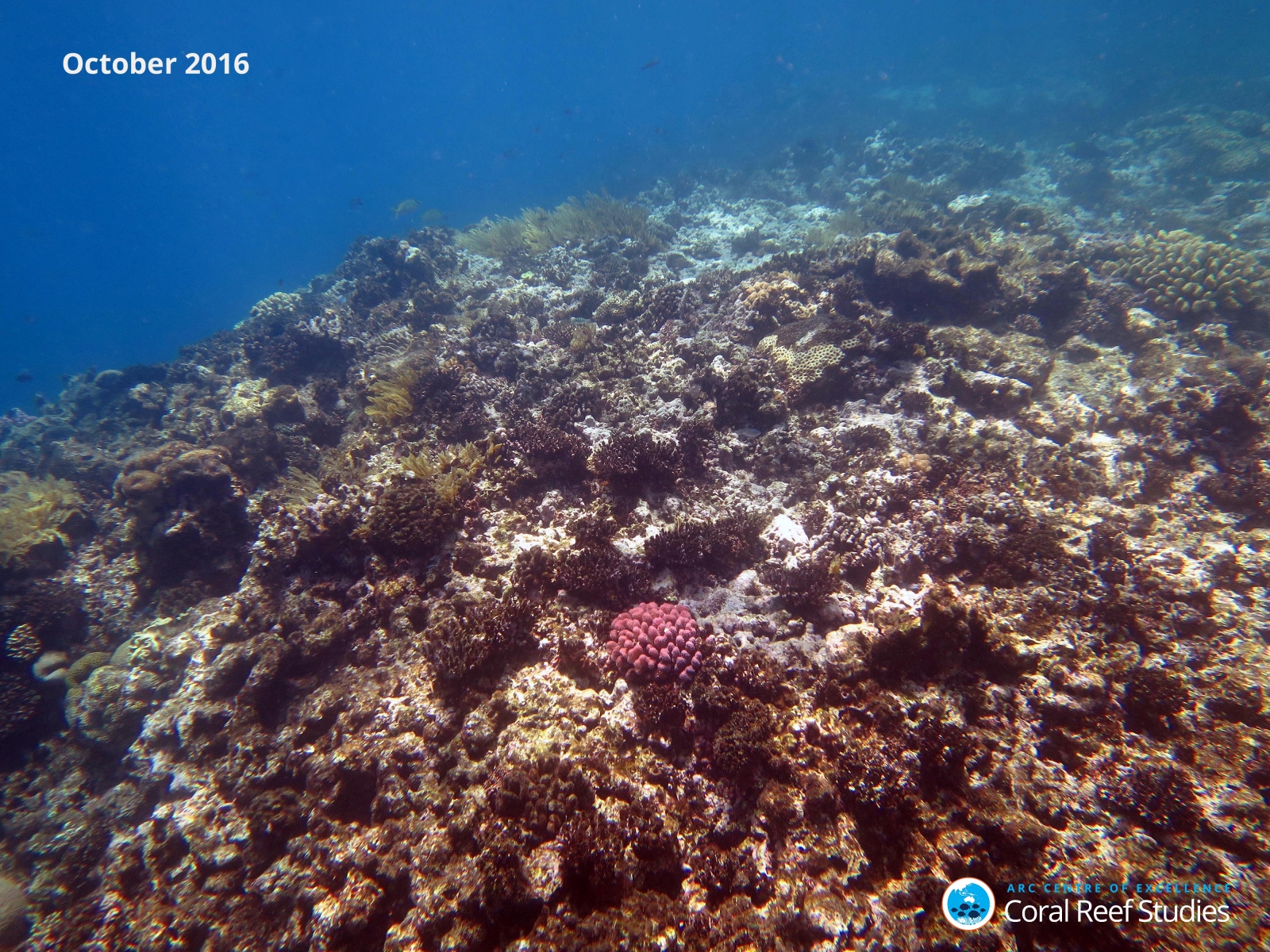 coral bleaching great barrier reef