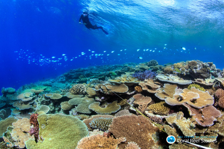 coral bleaching great barrier reef