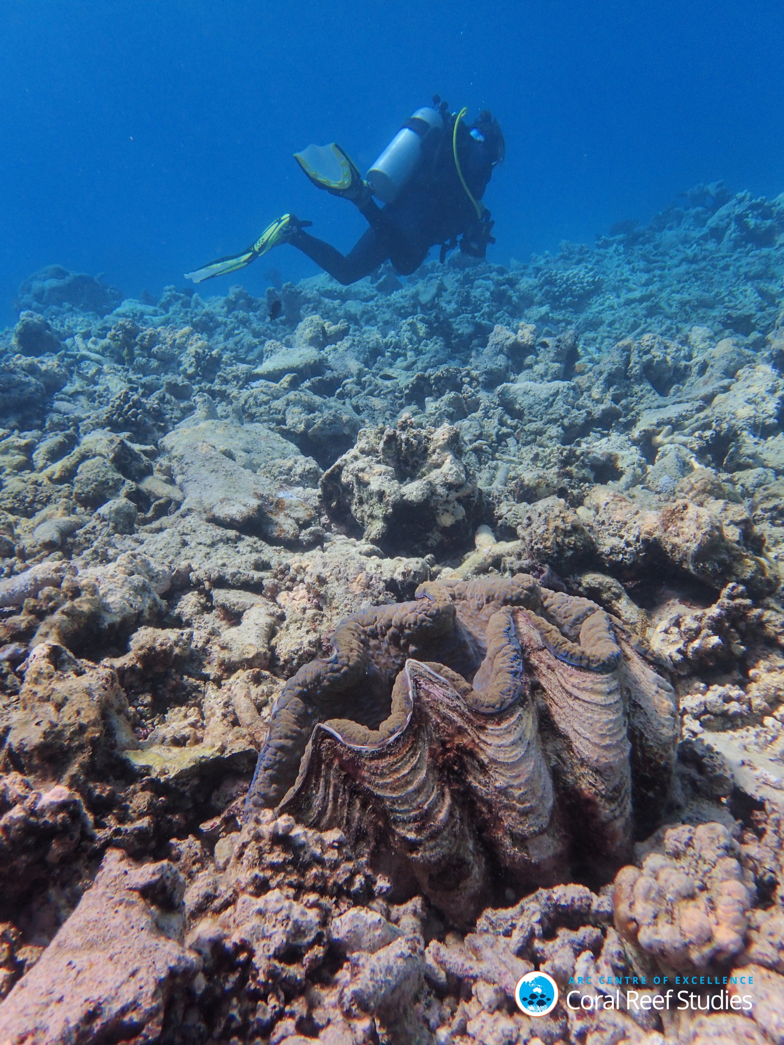 coral bleaching great barrier reef