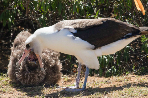 Albatross feeding chick