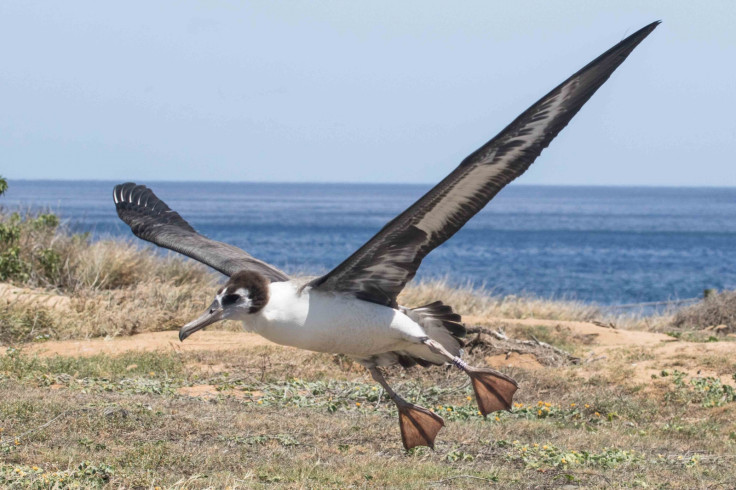 Chick practices flying