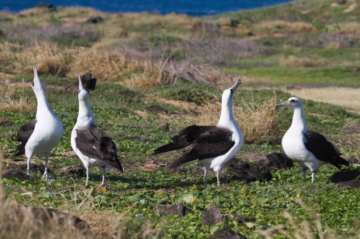 Albatross courtship