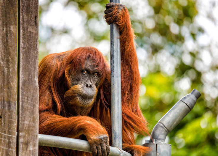 Oldest living Orangutan