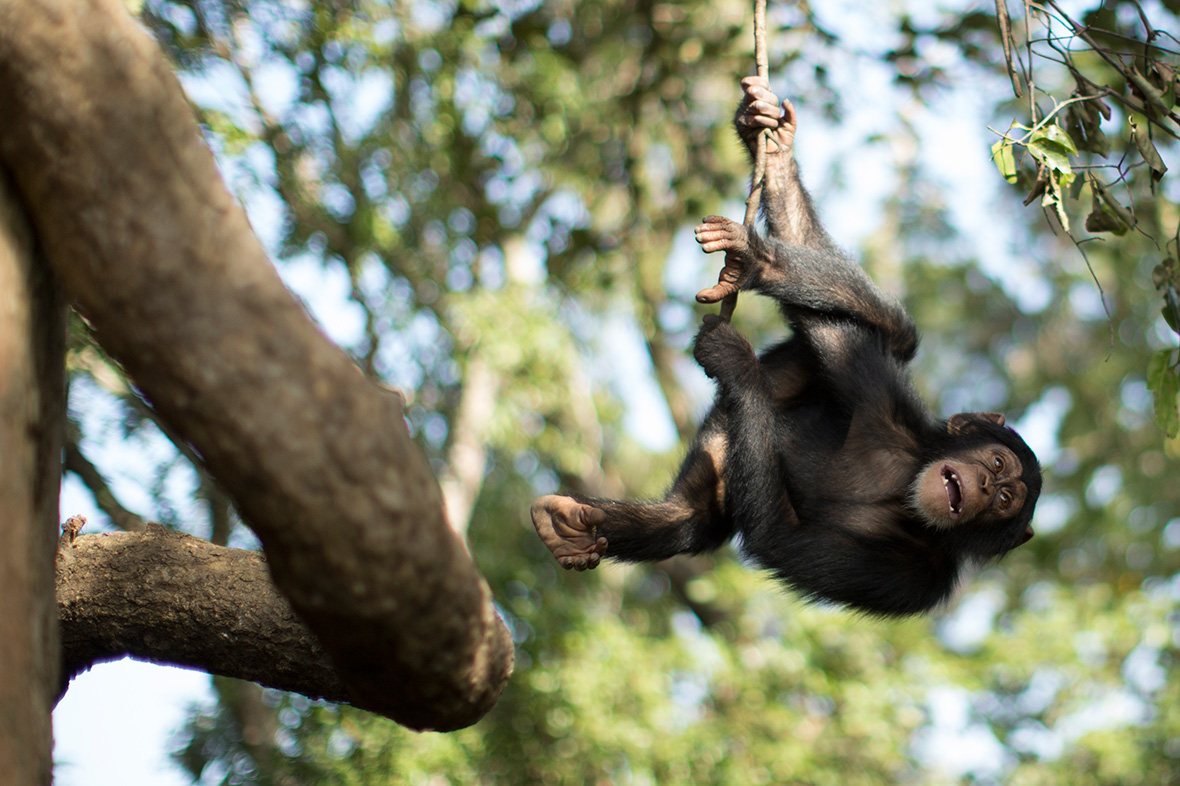 Chimpanzee Conservation Centre Somoria Guinea