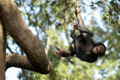 Chimpanzee Conservation Centre Somoria Guinea