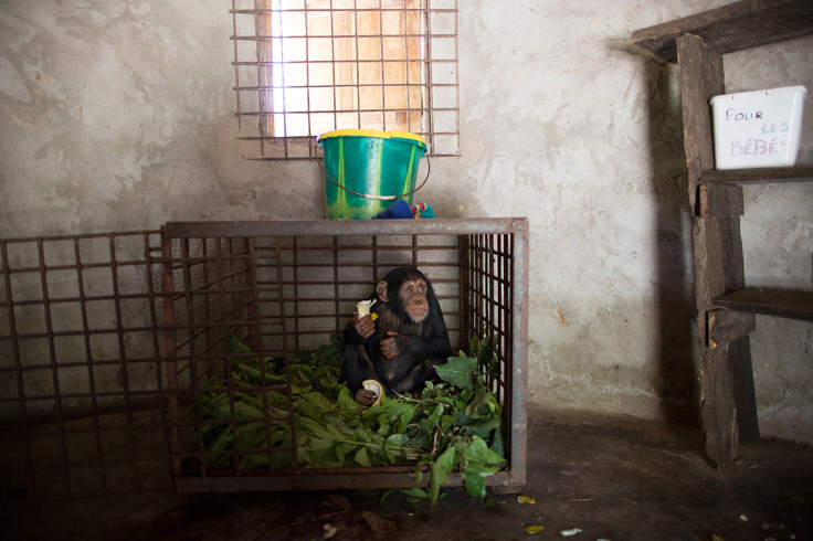 Chimpanzee Conservation Centre Somoria Guinea