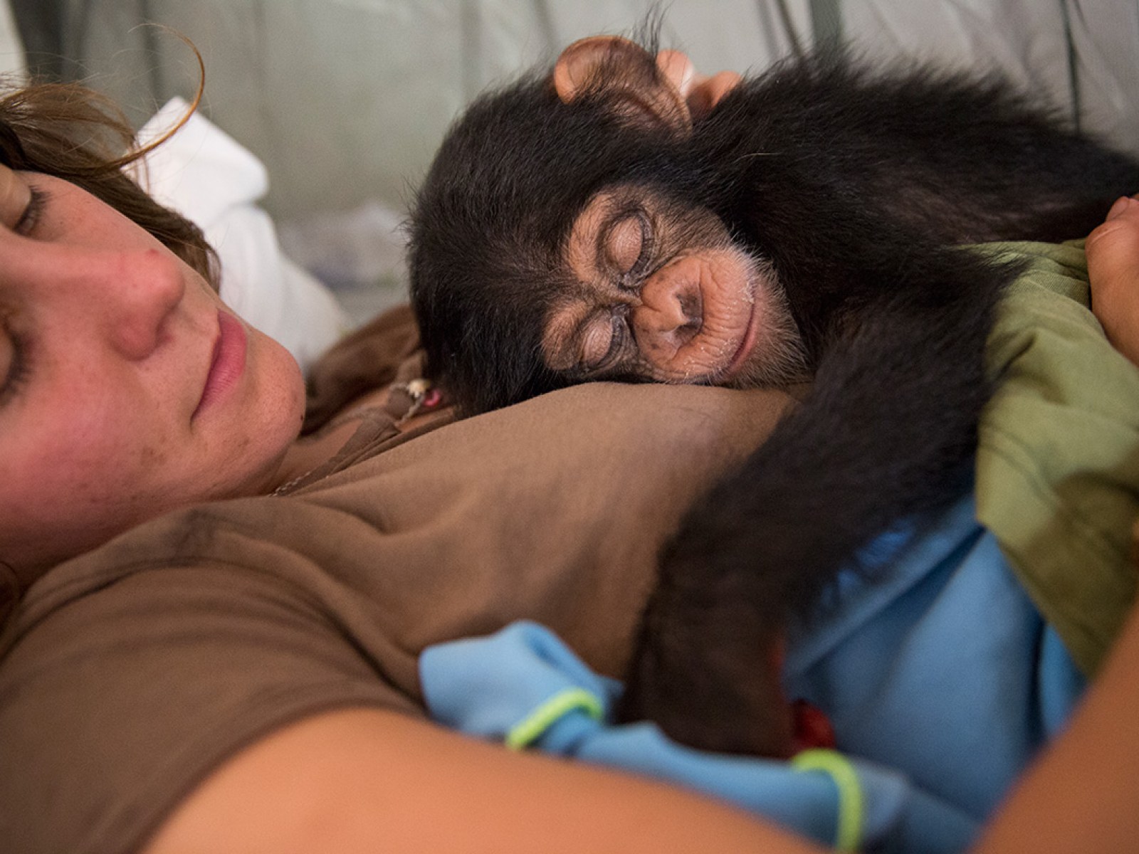 Bushmeat Chimpanzee