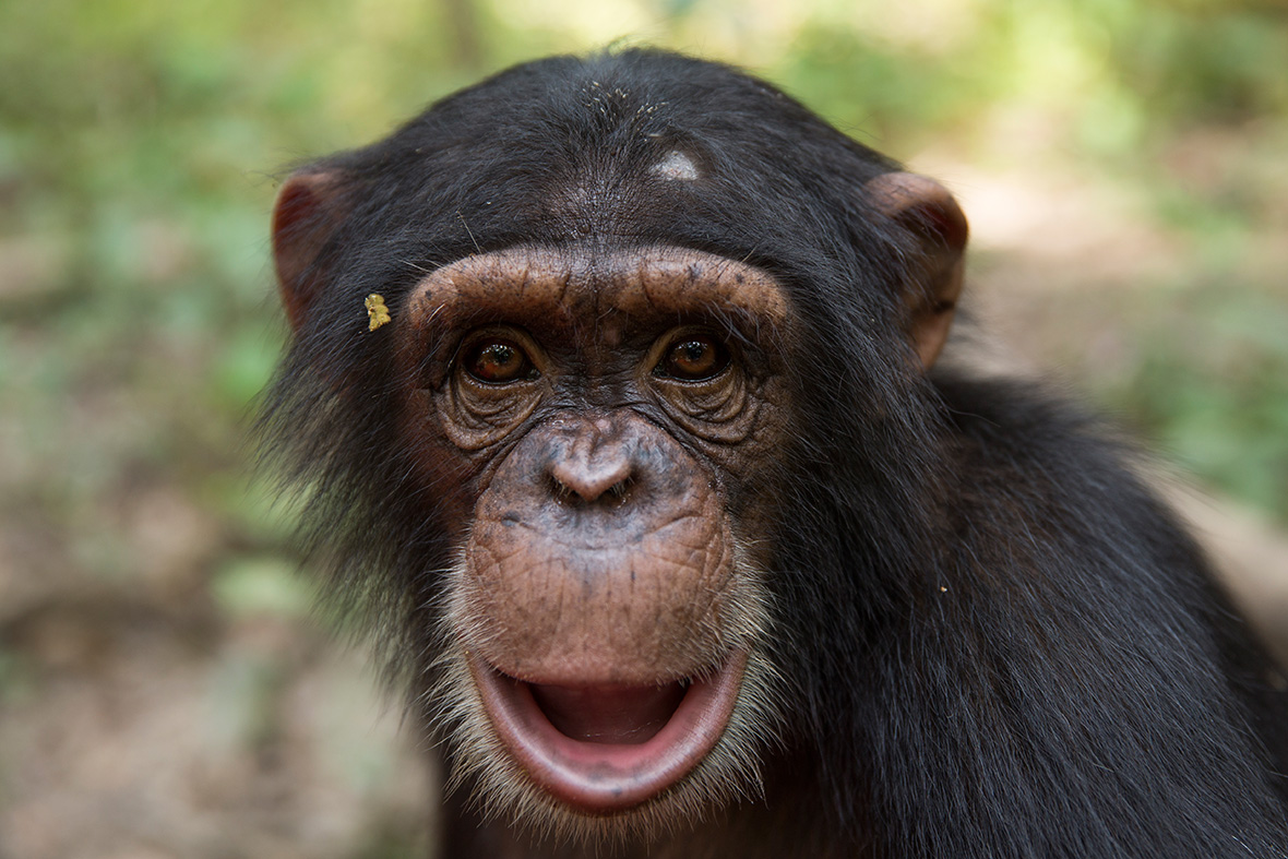 Beautiful Photos Of Orphaned Baby Chimps At The Chimpanzee Conservation