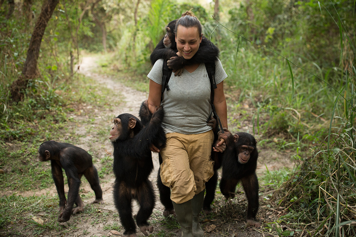 Beautiful Photos Of Orphaned Baby Chimps At The Chimpanzee Conservation