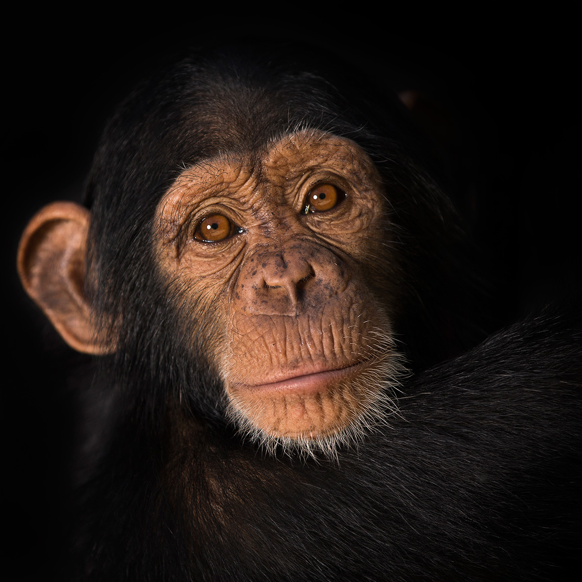 Chimpanzee Conservation Centre Somoria Guinea