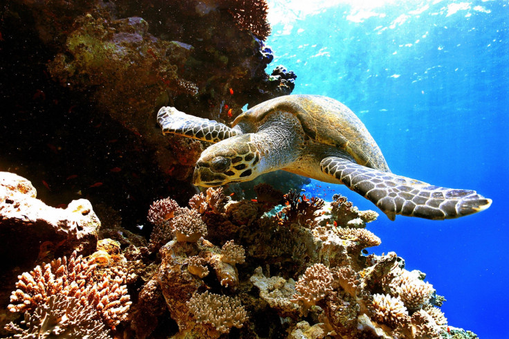 Sea turtle