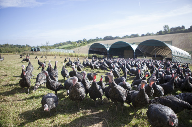 Turkeys roaming the farm