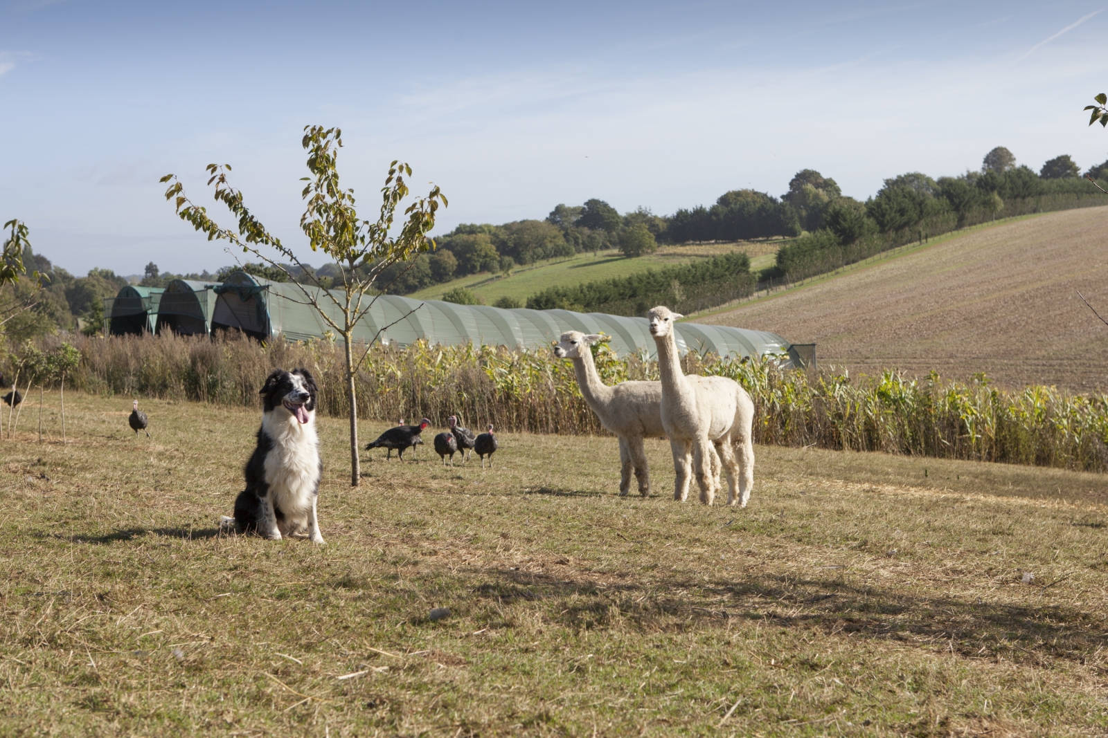 Alpacas on a turkey farm