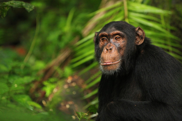 chimpanzees and bonobo