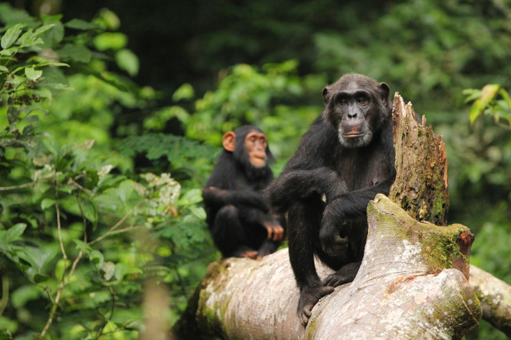 bonobo and chimps