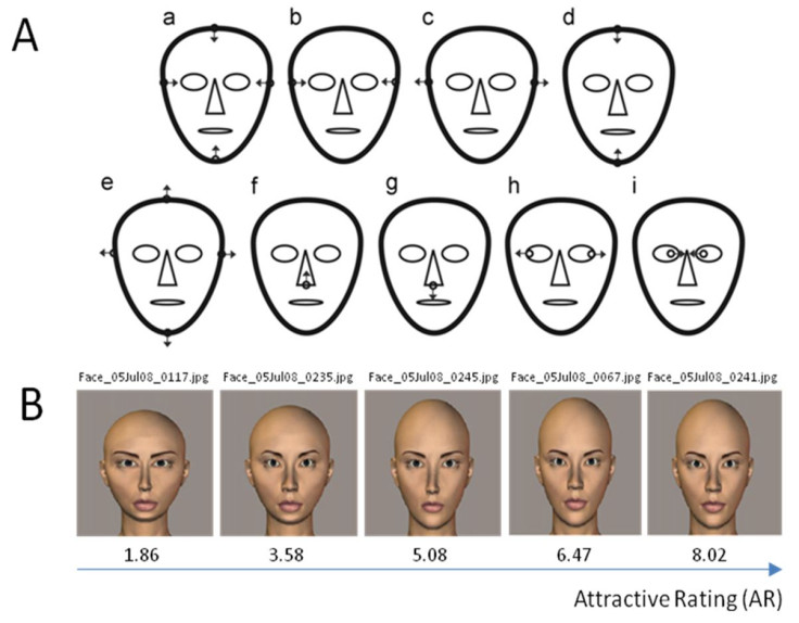 Attractive and unattractive faces