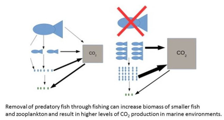 overfishing