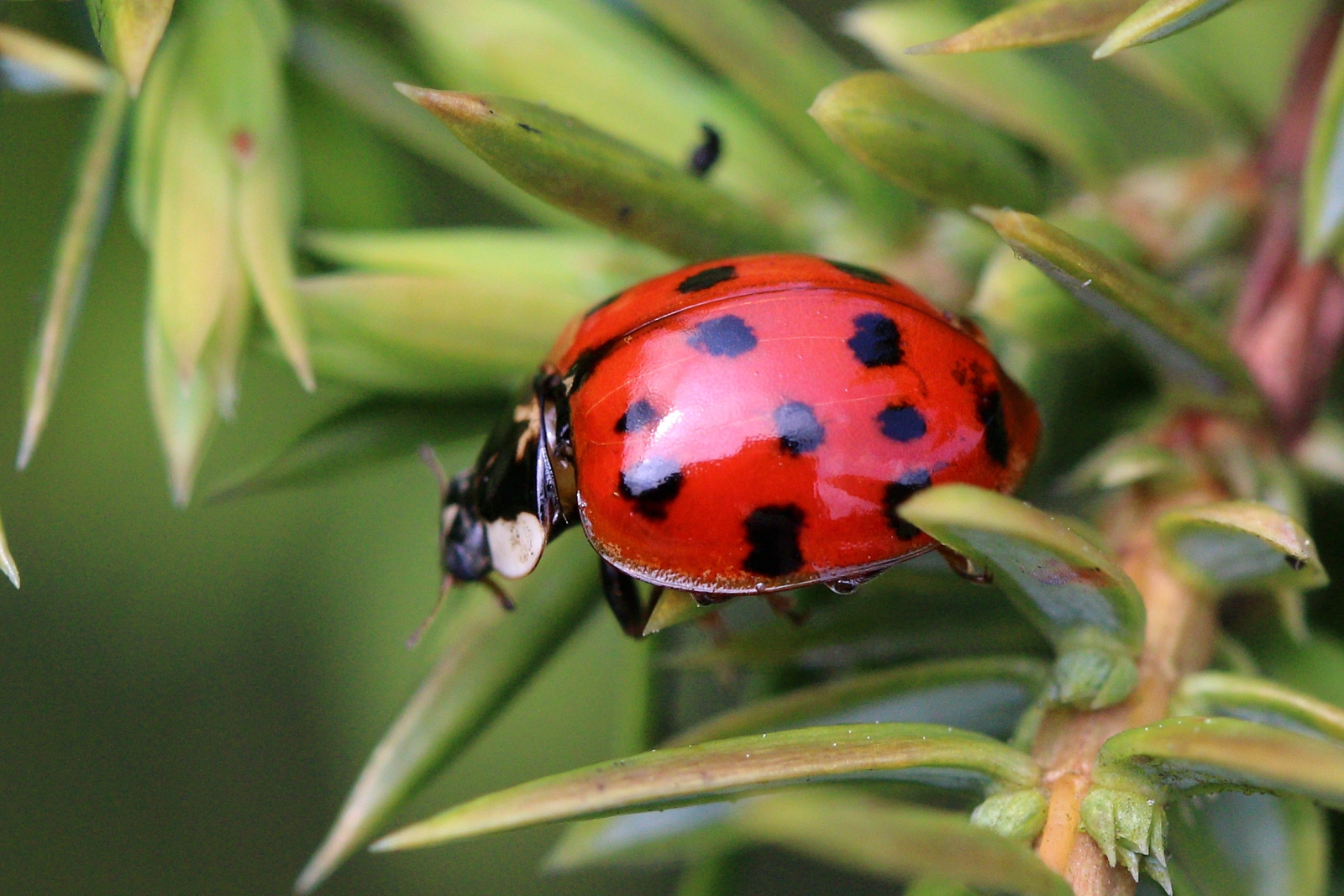 harlequin-ladybirds-declared-uk-s-fastest-invading-species