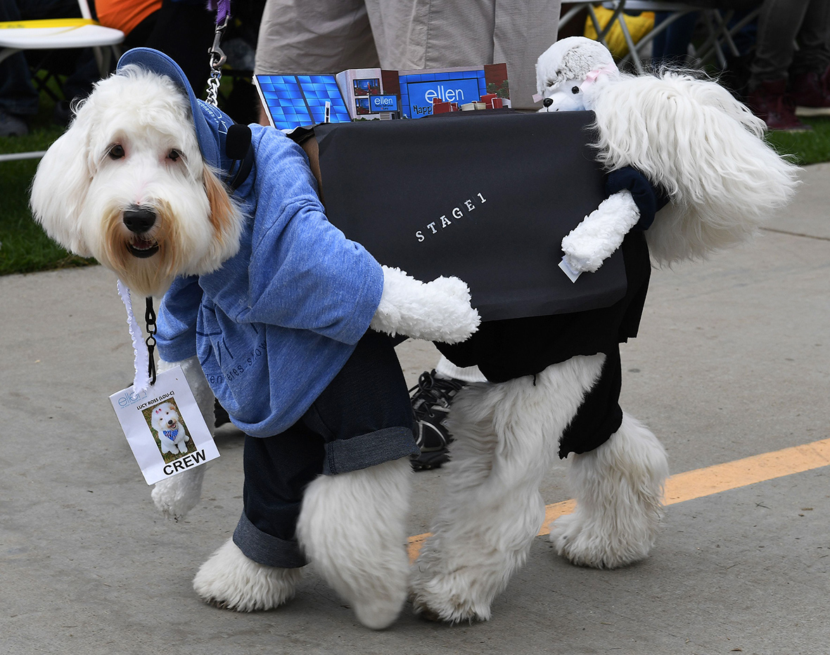 Haute Dog Howl'oween Hundreds of dogs dress up for Halloween parade on