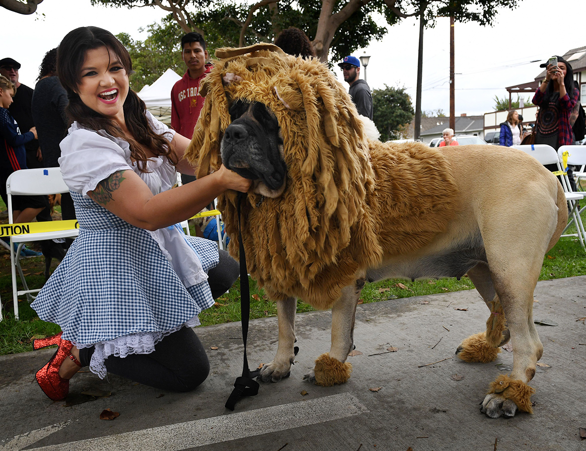 Haute Dog Howl'oween Hundreds of dogs dress up for Halloween parade on