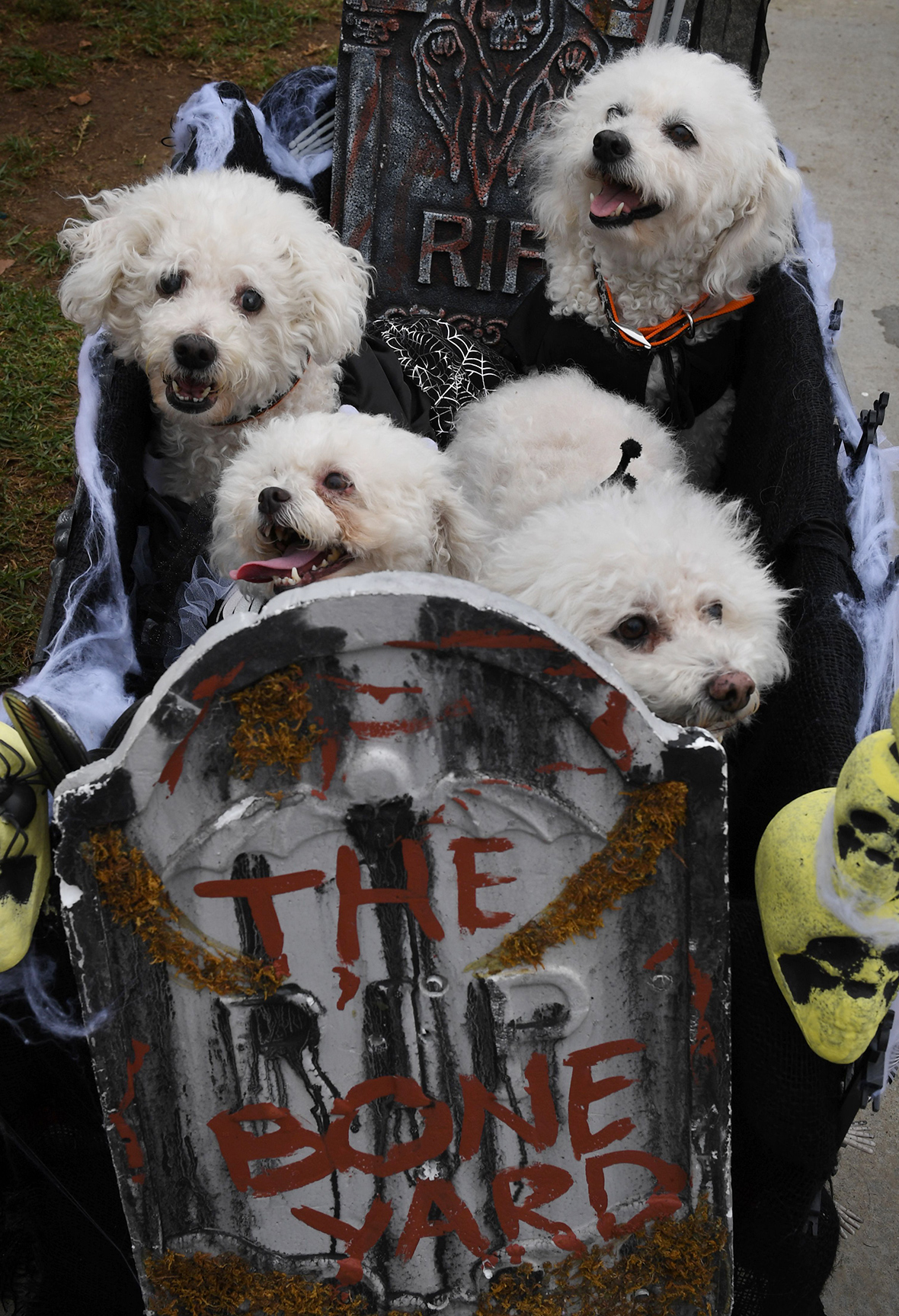 Haute Dog Howl'oween Hundreds of dogs dress up for Halloween parade on