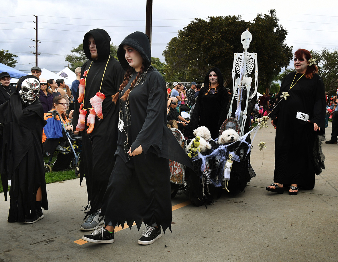 Haute Dog Howl'oween Hundreds of dogs dress up for Halloween parade on