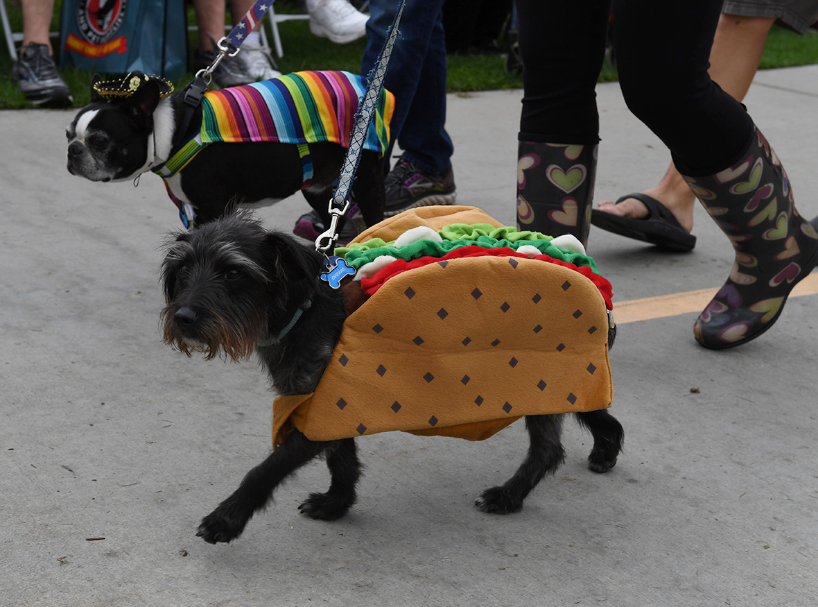 Haute Dog Howl'oween Hundreds of dogs dress up for Halloween parade on