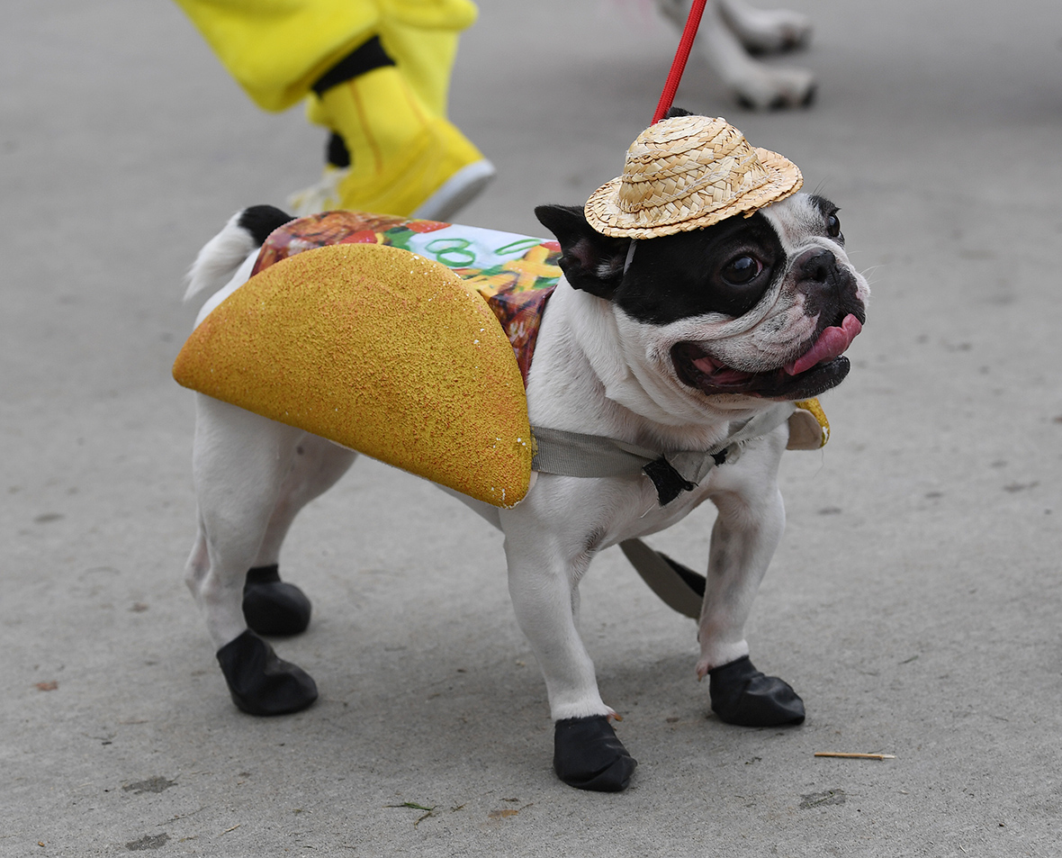 Haute Dog Howl'oween Hundreds of dogs dress up for Halloween parade on