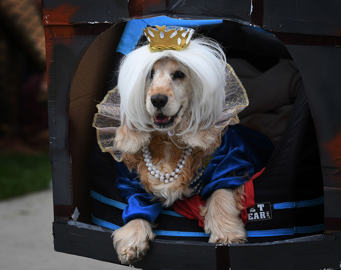 Haute Dog Howl'oween Hundreds of dogs dress up for Halloween parade on