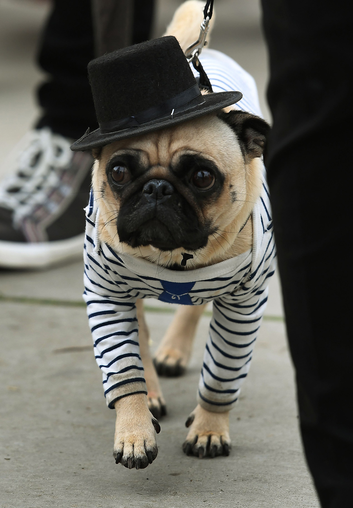 Haute Dog Howl'oween Hundreds of dogs dress up for Halloween parade on