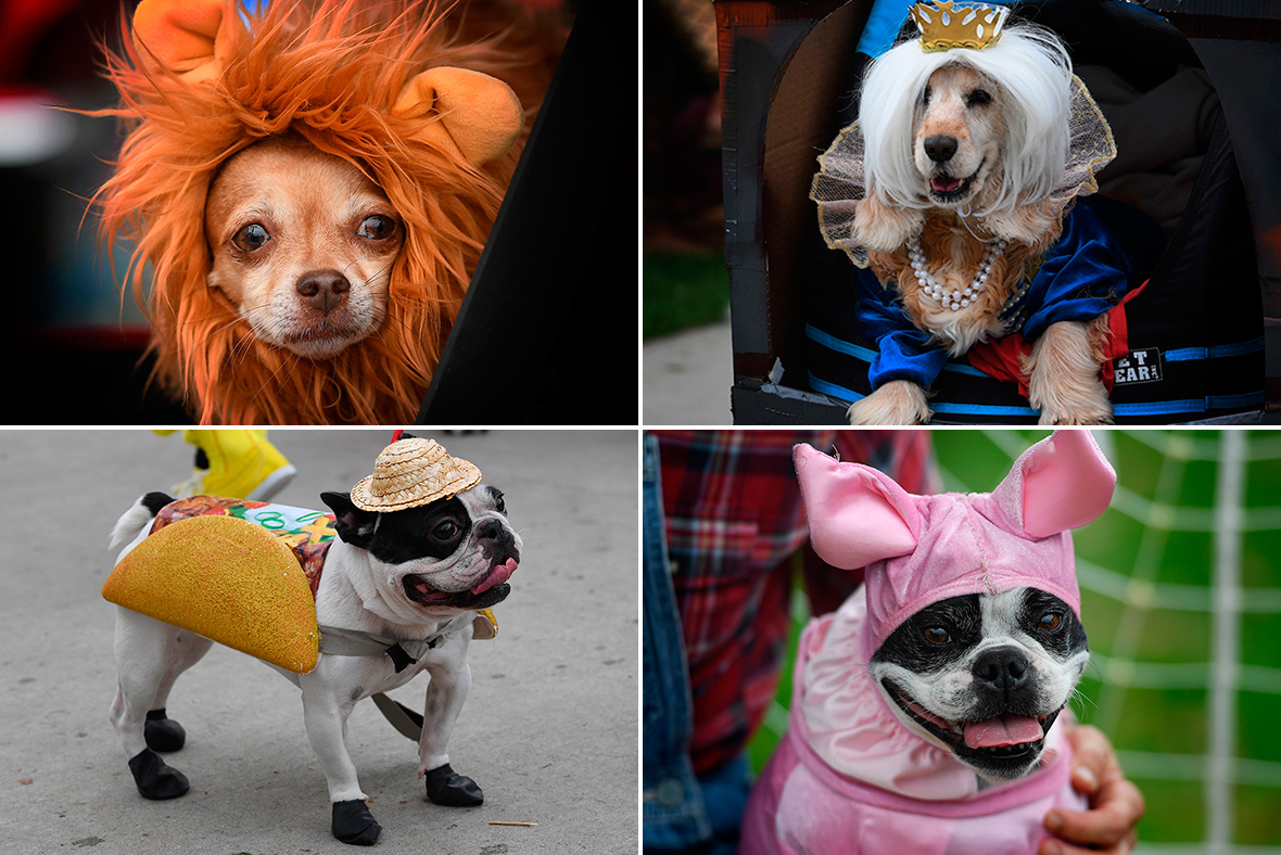 Haute Dog Howl'oween Hundreds of dogs dress up for Halloween parade on