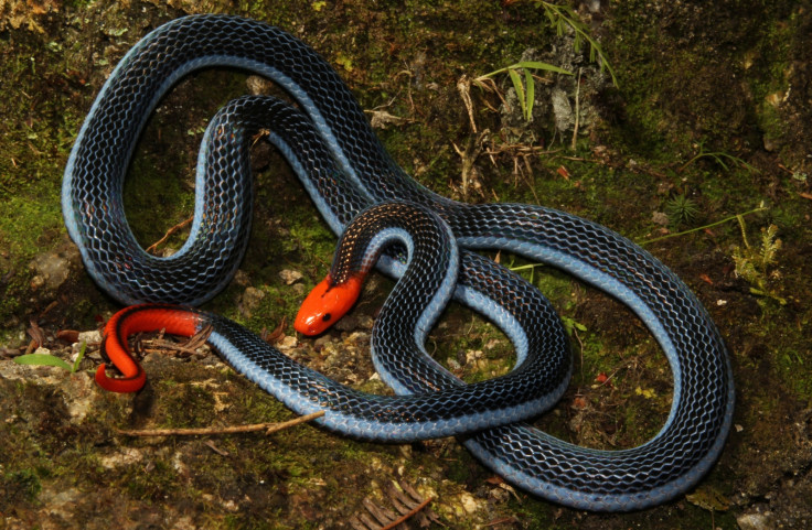 Coral snake