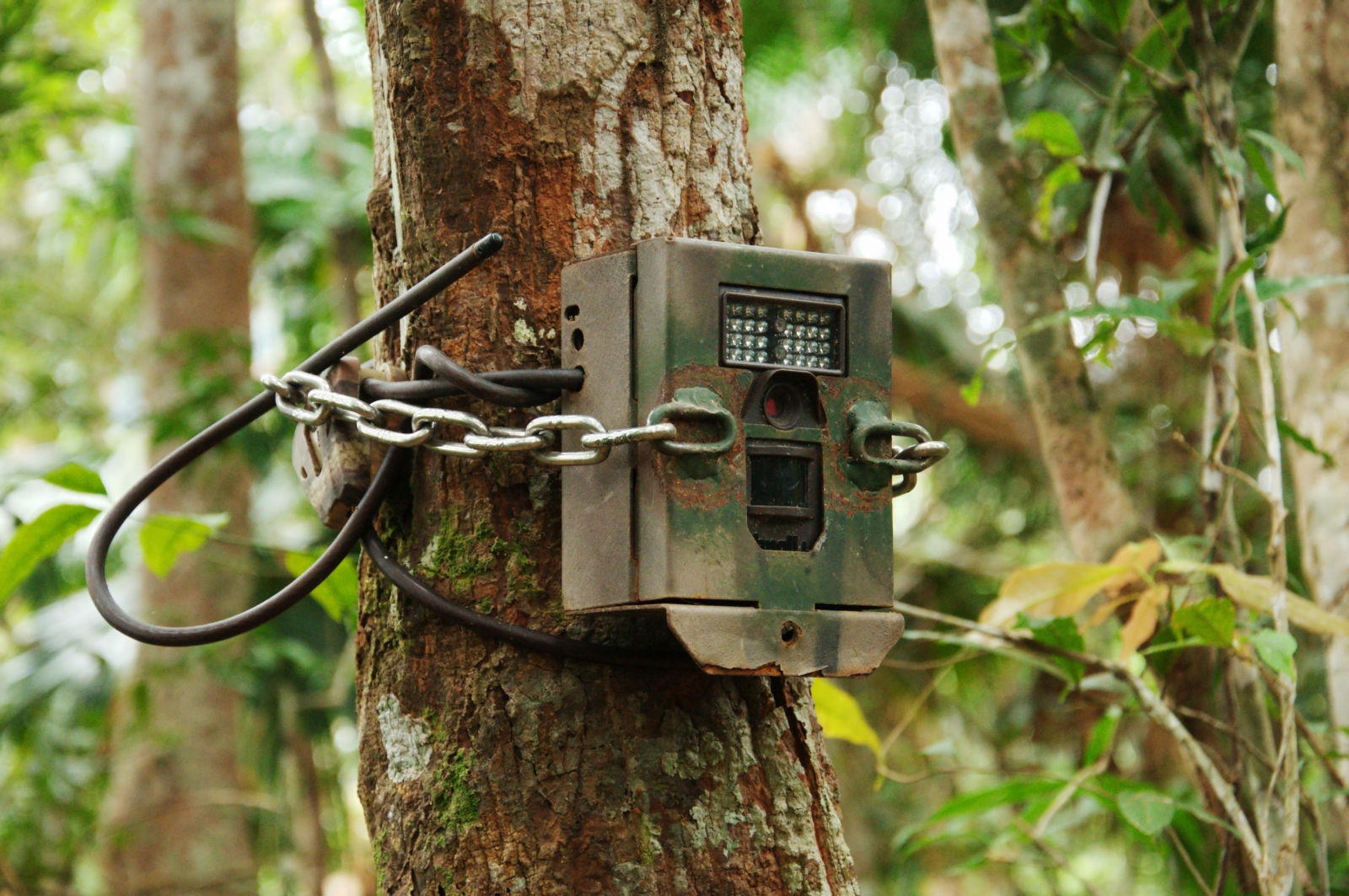 Virigina Camera Traps Meant For Wildlife Capture Naked Humans Instead