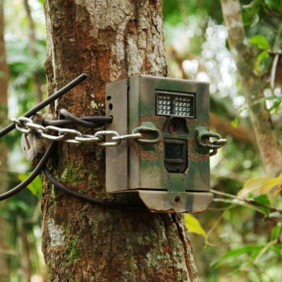 A camouflaged camera trap