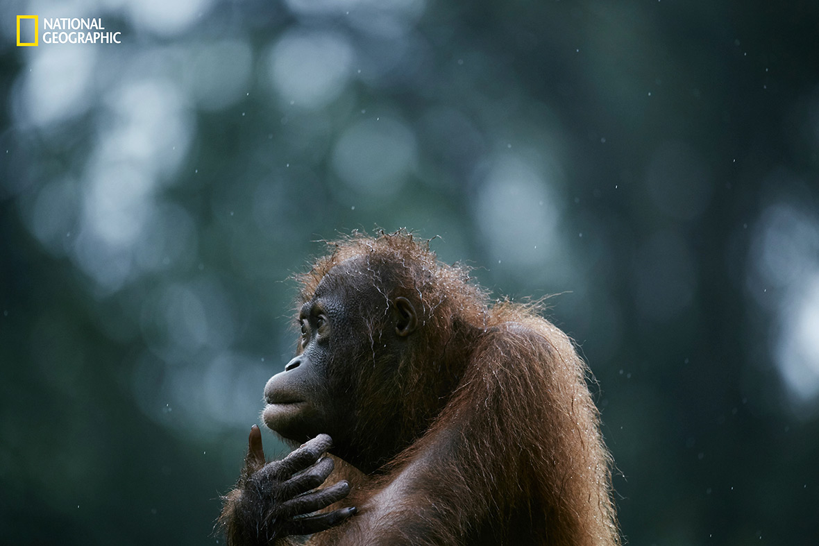 National Geographic Nature Photographer of the Year