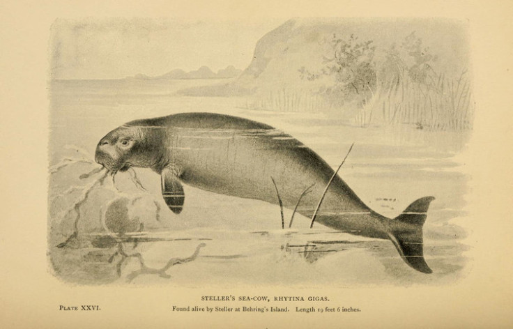 Steller’s sea cow