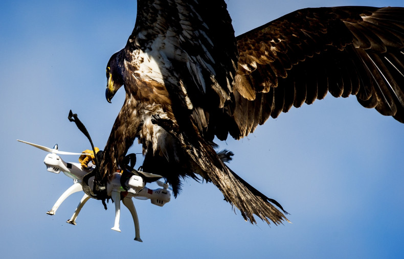 Eagle catches drone during Dutch police exercise