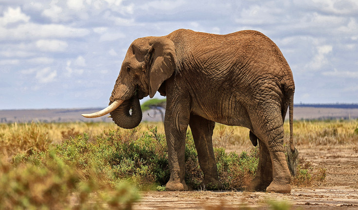 Amboseli National Park