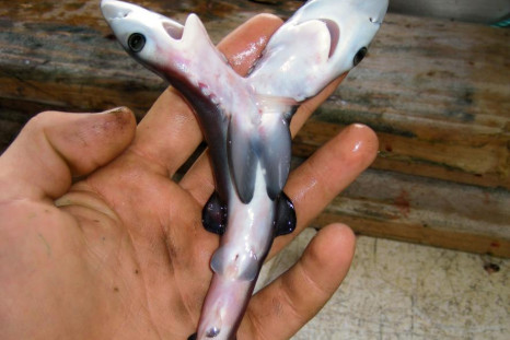 shark fetus