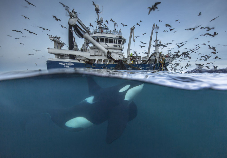 Siena International Photo Awards