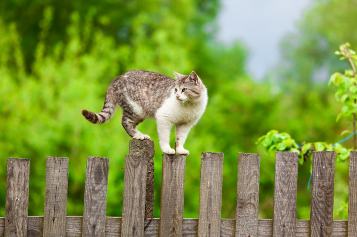 Cat on a fence