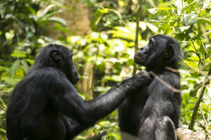 Bonobo grooming