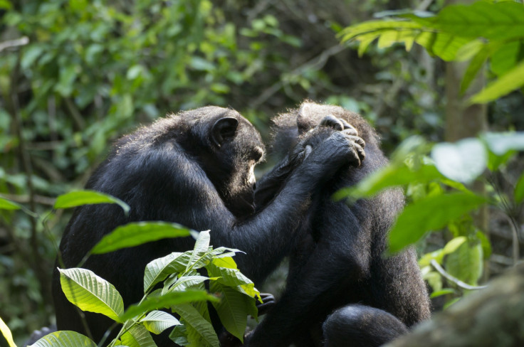 Bonobos grooming