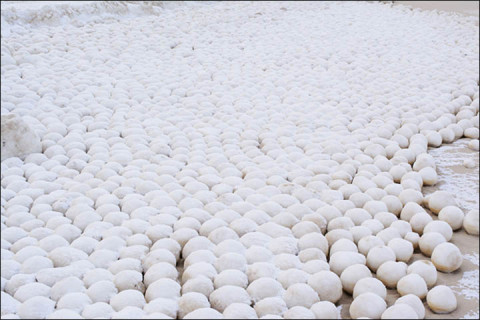 siberian snowballs