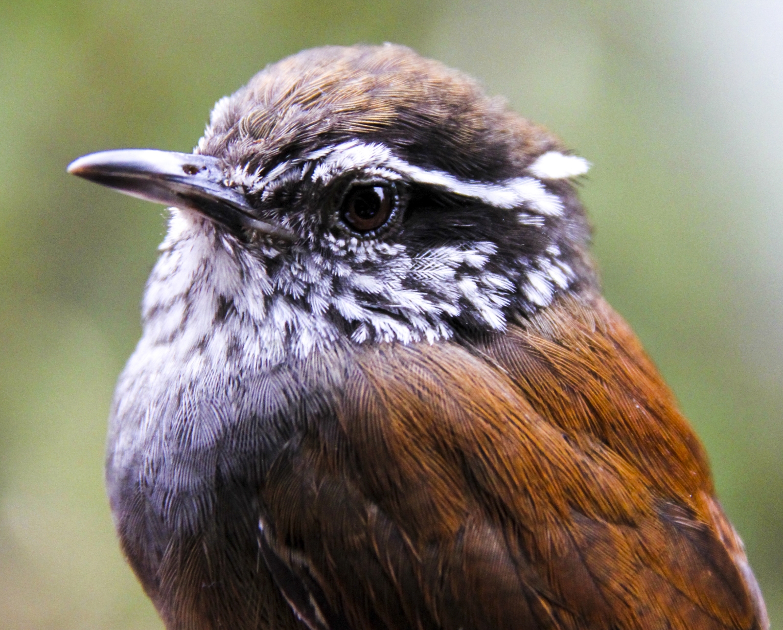 Endangered species Birds at risk of extinction due to
