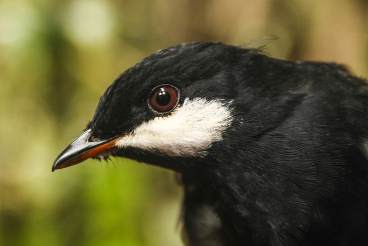 Habitat threatened